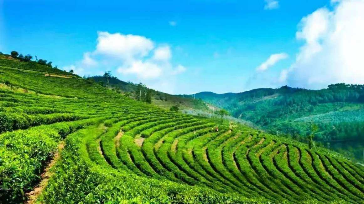 Green Veins Through the Ages, Tea Fragrance Across the World——The Multidimensional Charm of Lincang Tea from Yunnan