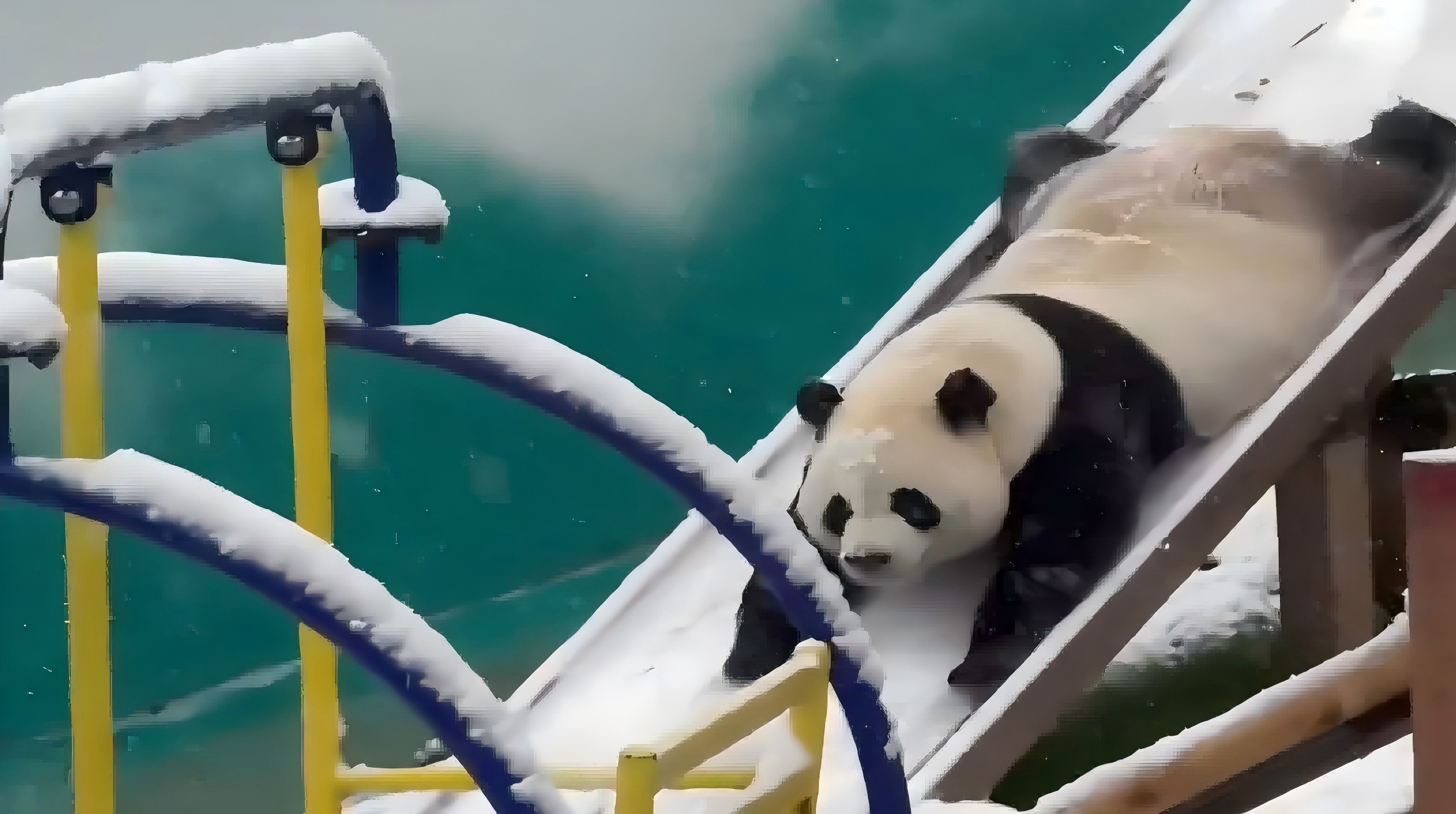 It's snowing! Let's watch the cute pandas sliding down the slide.