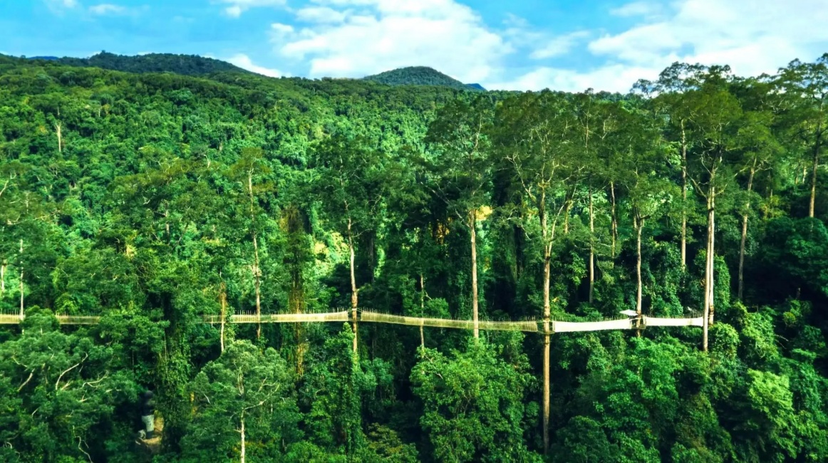 Rainforest Whisper: The Poetry of Life in Xishuangbanna