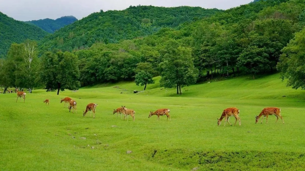 Secret Land of the North: Yichun’s Four Seasons Poetry and Painting