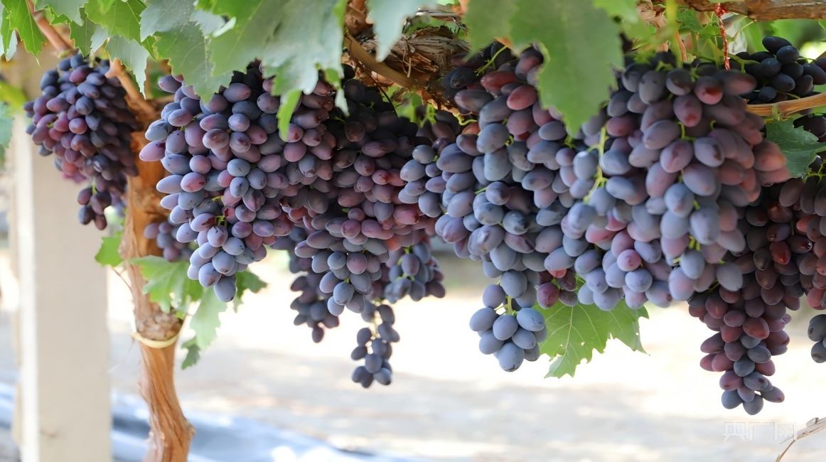 Xinjiang Grapes — A Sweet Gift from the Silk Road
