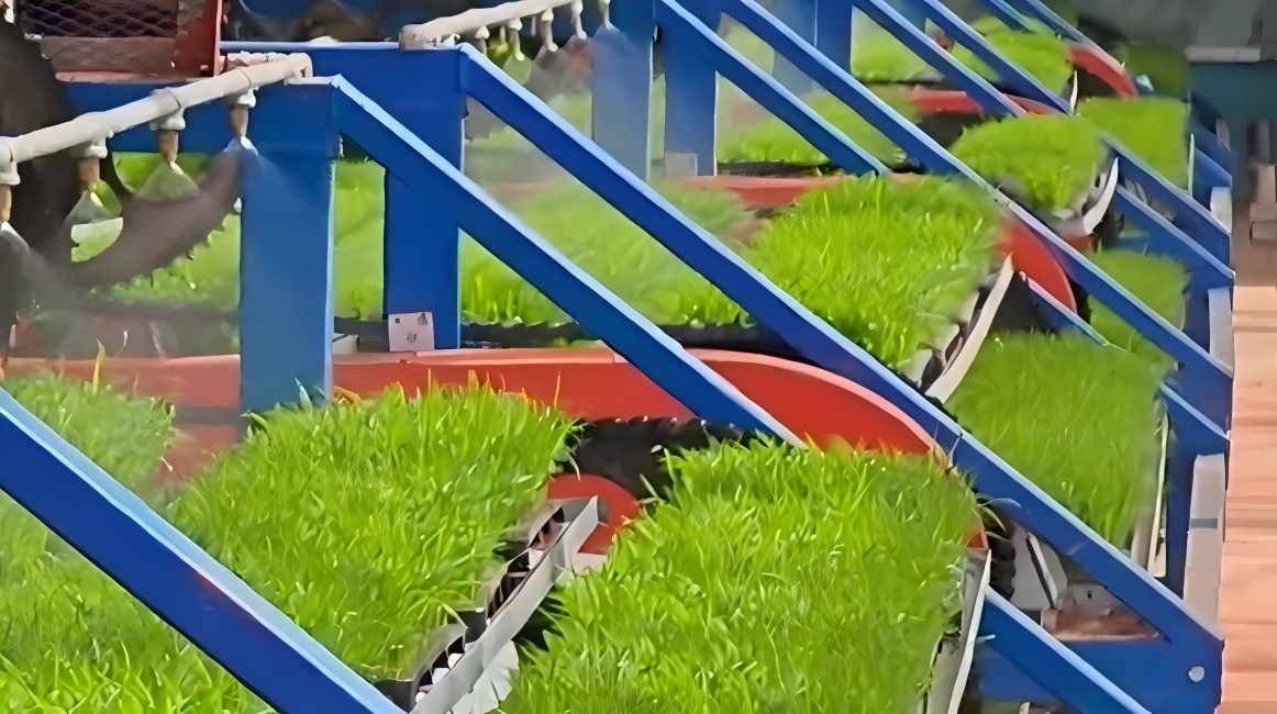 High-tech Seedling Raising in Changsha, Hunan Takes the Internet by Storm