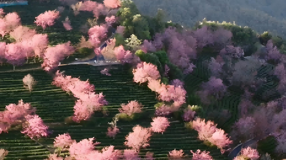 The cherry blossoms in Wuliang Mountain are stunning!