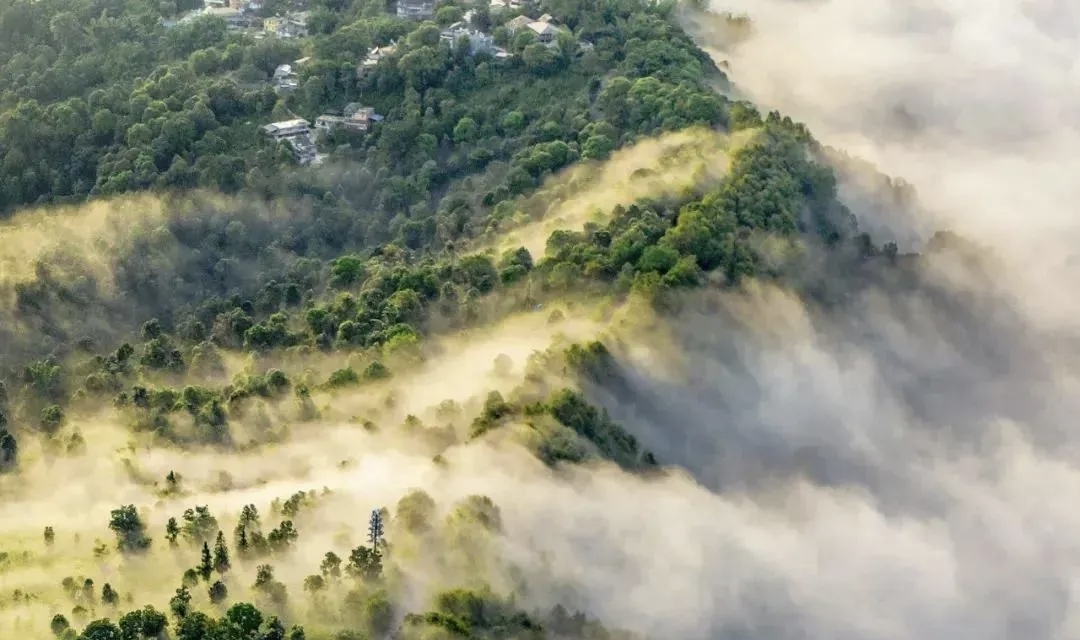 Deities dwell in the ancient tea forests A pilgrimage to the soul of Pu-erh tea